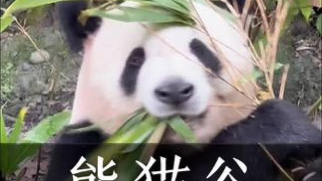 近距离看到大熊猫是怎么吃竹叶的啦！
熊猫谷的小熊猫区域改造10.8号起暂停开放70天，朋友们别跑空啦
