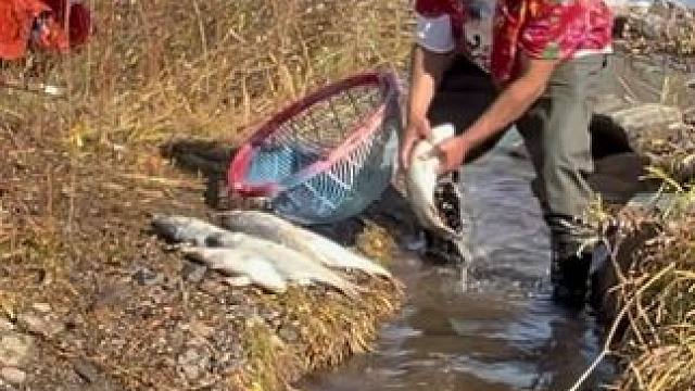 #户外捕鱼 #好多鱼