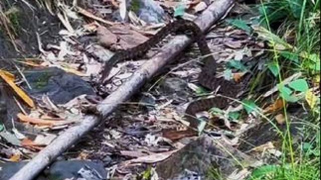 世界上最毒的蛇之一，老鼠被一口解决，问题来了！这是什么蛇呢？#户外 #真实户外 #蛇 #野生动物零距