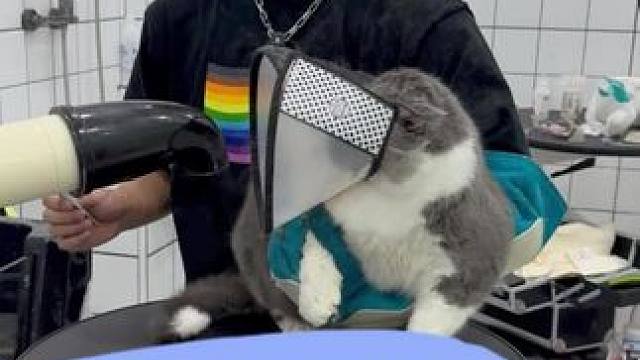 南京巡洗21斤肉墩蓝白 不错 不错 胖乎乎的真可爱就是不让碰脚#宠小哥洗护#蓝白#猫咪洗澡#领先主食