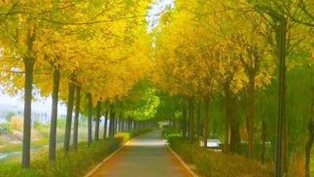 #落叶知秋风渐凉