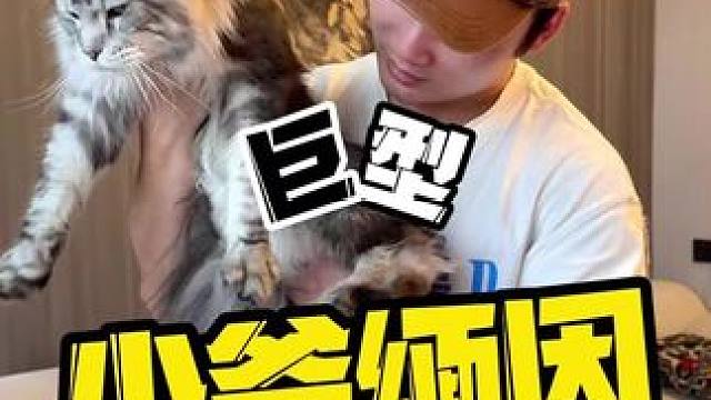 猫比我住的还好，太羡慕了！#Shark89平躺防缠绕洗地机#鲨客洗地机 #萌宠大舞台有胆你就来