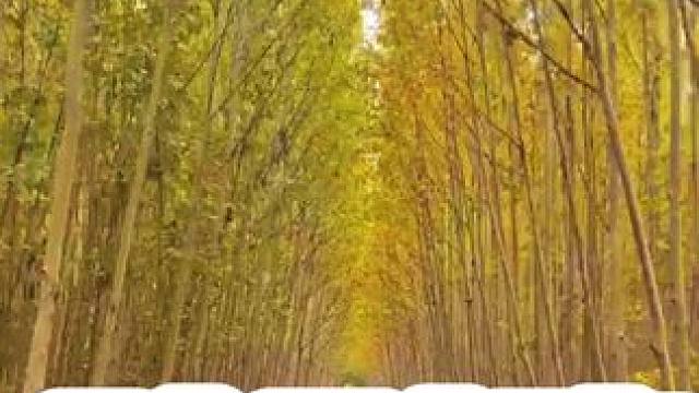 疏影路 一叶知秋……#河南的秋天有多美 #河南刚哥#治愈系风景