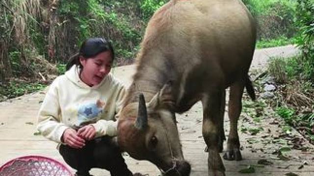 肉干草也不吃了，就爱跟我撒娇#记录我的乡村生活 #田园生活 #放牛的生活