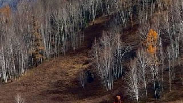 沉浸式走进我心中的阿勒泰#旅行推荐官 #我的阿勒泰#禾木村