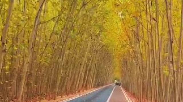 疏影路大道 #治愈系风景#河南刚哥#志刚在路上