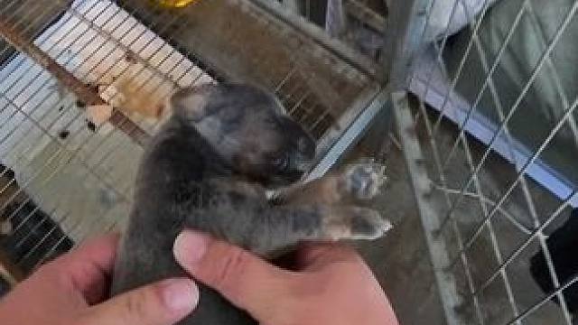 杜宾十五一屁股坐没了孩子 蓝白色斯塔福生吃狗粮 好险美胀没了 斯塔福花椒孕期又得了皮肤病 老天给条生