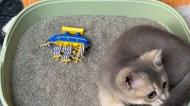 #猫砂  #性价比高猫砂推荐  #赫本的猫宠物用品店