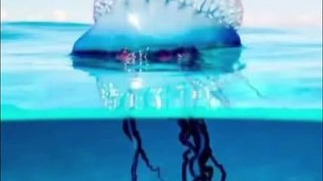 认识一下令人闻风丧胆的#僧帽水母 #海洋生物 #泰国涛岛 #crystalDive