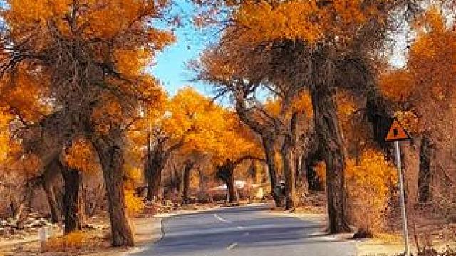 前世一千年回眸，今生一千年守候，来生一干年思念，胡杨三千年的守望，只为等待你的到来。#音乐 #治愈 