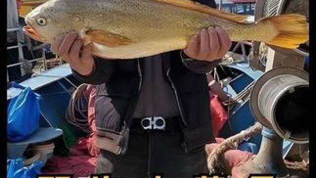 它曾经烂在路边没人要，现在一条就能卖到上万 #黄鱼鲞 #野生大黄鱼 #大海的馈赠