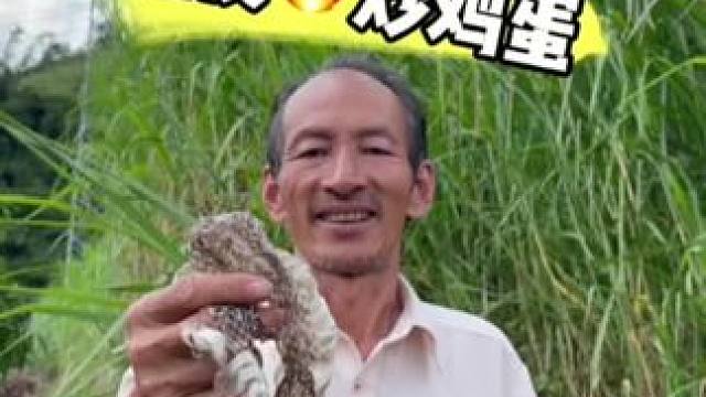 地方特色美食 这蛇皮炒鸡蛋 #美食 #记录我的农村生活 #蛇皮 #地方特色美食#支持三农扶持三农发展