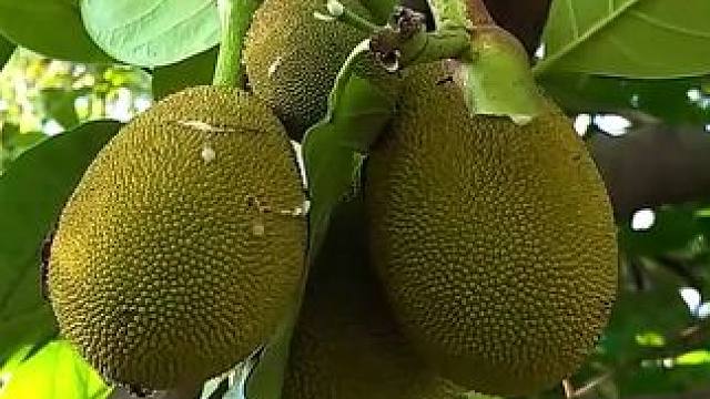 在森林里吃着令人垂涎三滴的青芒果和菠萝蜜和鱼酱 #野外生活纪录片 #原始美味 #大山里的味道 #收获