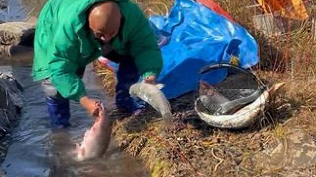 #户外捕鱼 #好多鱼