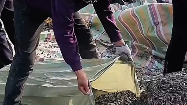 纯手工打下的瓜子