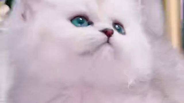 117号 金吉拉妹妹，活泼可爱，无病无癣#猫咪找家长 #求领养求带走 #领养 #领养猫