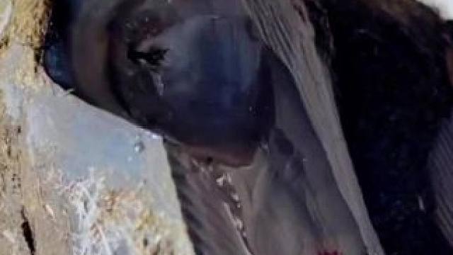 质地如此纯正的牛蹄，就问你们开门不开门?#修蹄 #强迫症 #助眠 #解压 #极度舒适