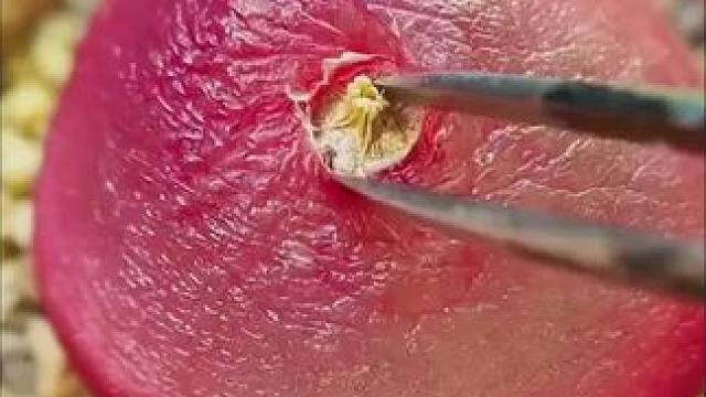 这波烫知识接住了..!#小猪小鹅来跳舞 #黑神话情宝太难了#大学生出门停手就是要唠知识