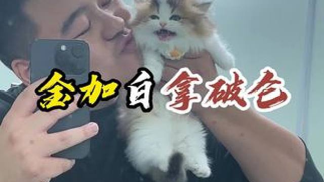 就想要亲你！！！#壮实说猫 #金加白拿破仑