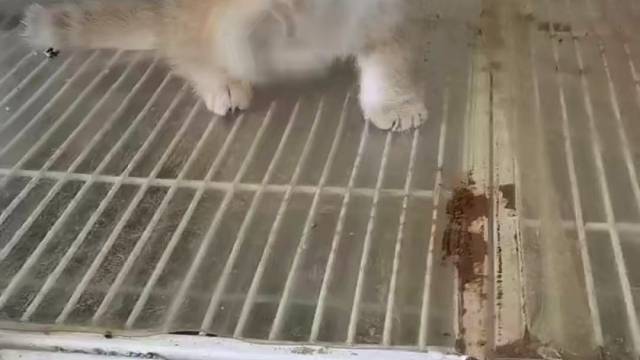 金渐层弟弟 50天，健康无病癣#求领养求带走[话题]# #领养[话题]# #猫咪找家长[话题]# #