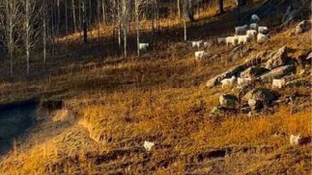 我为何如此迷恋阿勒泰的秋天#旅行推荐官 #我的阿勒泰 #禾木村