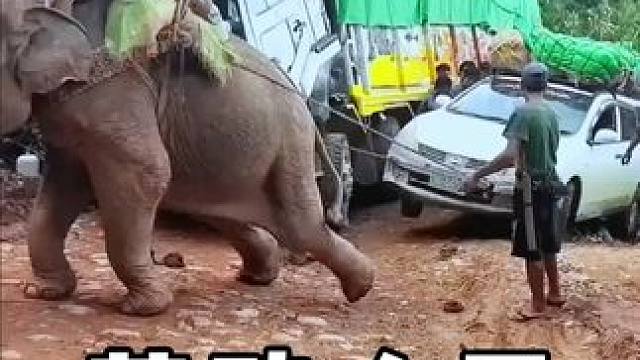 劳动人民的智慧，太有才了 #劳动人民的智慧 #伐木 #施工 #神操作 #创意发明