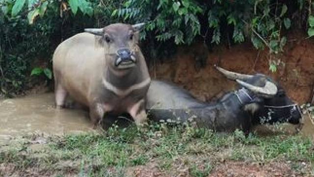 肉干搓搓澡也知道害羞#记录我的乡村生活 #田园生活 #放牛的生活