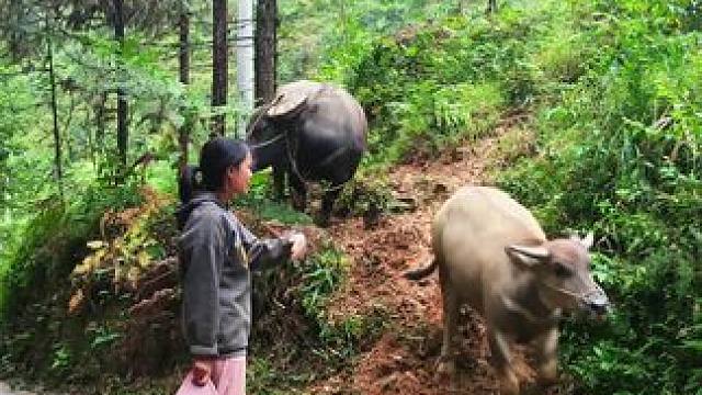 #田园生活 #放牛的生活 #记录我的乡村生活