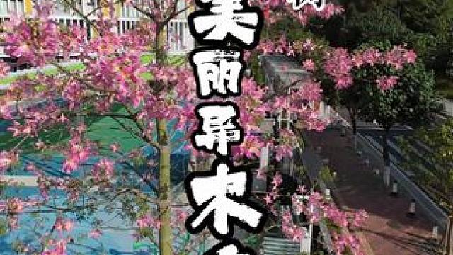 美人树——美丽异木棉 #珠海 #美丽异木棉