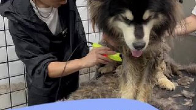 嘉兴接送洗护 憨憨的阿拉斯加 太长时间不洗了 也不出笼子 导致不太爱被牵绳 但是小哥我就是虎 噶噶干