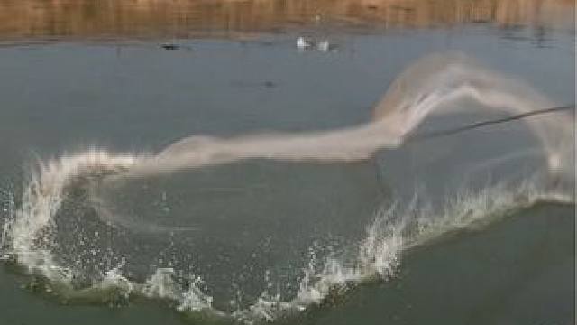 没想到鱼塘还有那么大的鱼#危险动作请勿模仿