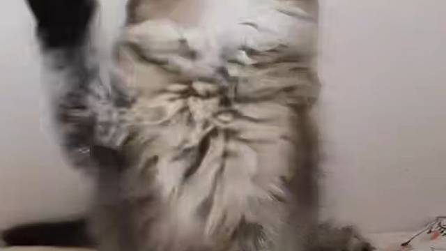 长毛金渐层妹妹，爆毛，健康无病癣#猫咪找家长 #求领养求带走 #领养 #领养猫