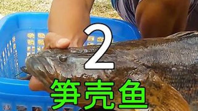 <第2/3集>笋壳鱼的养殖奥秘，淡水鱼界的美味天花板 #纪录片解说