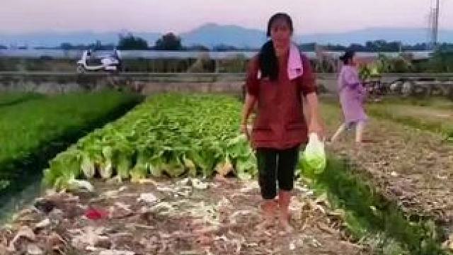 山卡卡里的农村大姐学费了开直播每天收获满满您还在恐播怕播不敢开播开播了不知说什么吗#记录真实生活 #