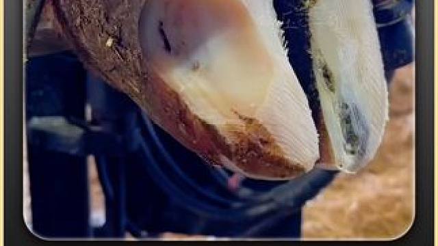 刮，使劲刮，让老牛我舒服到家#解压 #助眠 #修蹄