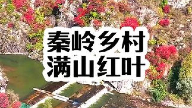 秦岭的秋天到处都是色彩斑斓、五颜六色的，位于保安镇三保路两侧的红叶也已经红了，真是太漂亮了#旅行推荐