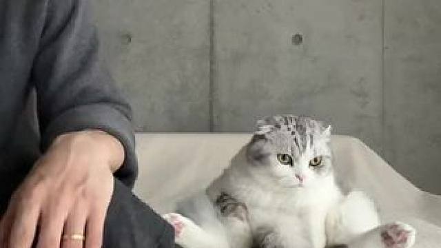 日常撸猫#猫猫治愈一切 #记录猫咪日常