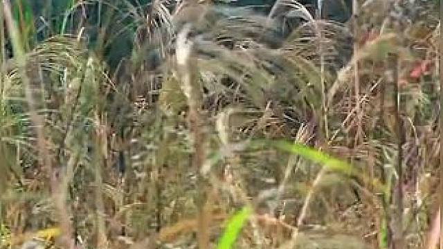 《西瓜视频》，观看精彩后续......《西瓜视频》，观看精彩后续......《西瓜视频》，观看精彩