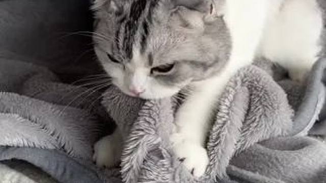 今日份营业猫#记录猫咪日常 #被迫营业的猫猫