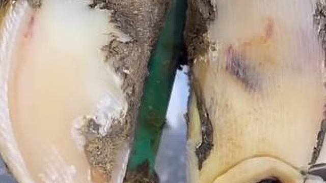 被淤泥填满的蹄角，内部居然全无了#解压 #修牛蹄