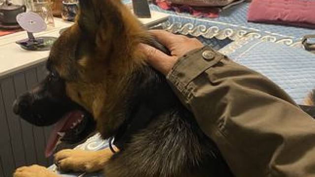 晚安！#露营⛺ #我的狗子