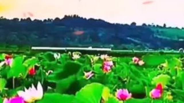 #好运莲莲荷花分享给你 音乐欣赏，荷花情#赏花听音乐 #心如莲花 #唯美意境 ！