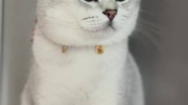 #被迫营业的猫猫 #记录猫咪日常 #我的小猫咪 #傻猫 #银渐层