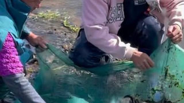 #户外捕鱼 #好多鱼