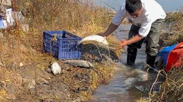 #户外捕鱼 #好多鱼