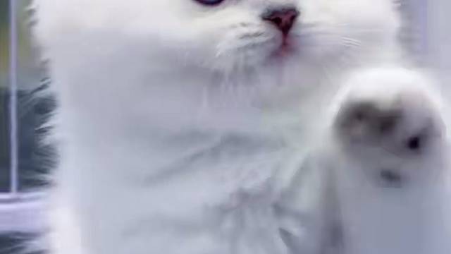 46号长毛银点弟弟 健康无癣#求领养求带走 #小猫找领养 #求领养求带走 #领养