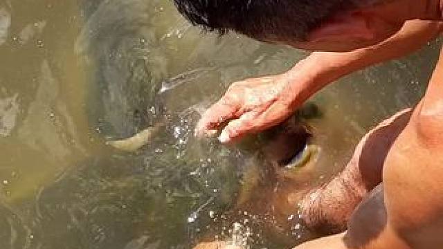 #喂鱼 #这鱼哪个钓友看了不羡慕 #钓鱼的乐趣只有钓鱼人懂