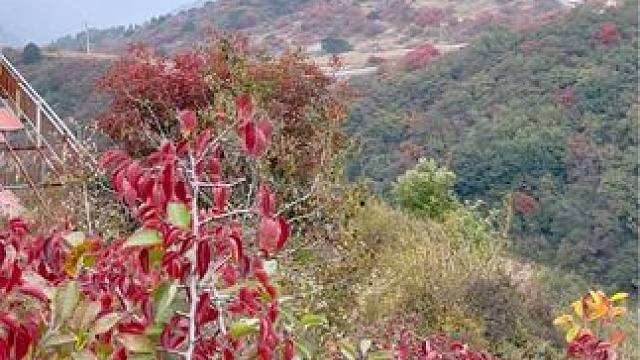 嵩顶草甸 #给秋天点颜色看看 #把秋日落叶拍出氛围感 #每一帧都是热爱 #河南刚哥 #到深蓝的天空下