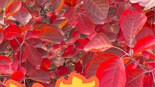 长寿山 #给秋天点颜色看看 #每一帧都是热爱#把秋日落叶拍出氛围感 #河南刚哥