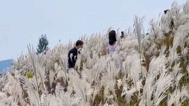 嵩顶草甸 #给秋天点颜色看看 #把秋日落叶拍出氛围感 #离别是凉爽的秋 #治愈系风景 #河南刚哥